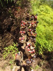 Rhynchosia phaseoloides