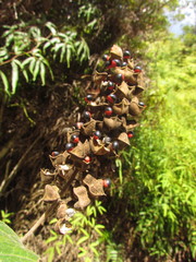 Rhynchosia phaseoloides