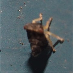 Megophthalminae