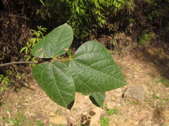 Rhynchosia phaseoloides