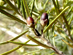 Lysicarpus angustifolius