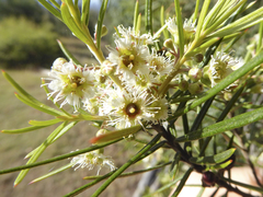 Lysicarpus angustifolius