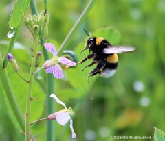 Bombus terrestris