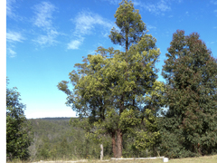 Lysicarpus angustifolius