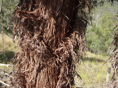 Lysicarpus angustifolius