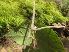 Rhynchosia phaseoloides