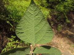 Rhynchosia phaseoloides