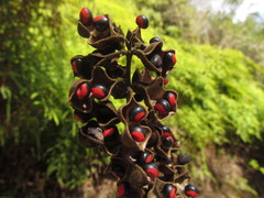 Rhynchosia phaseoloides