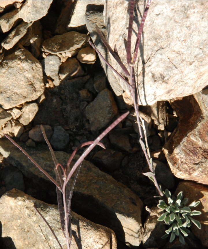 Boechera depauperata