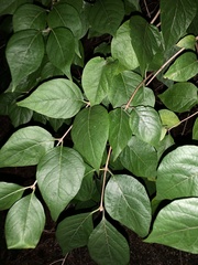 Styrax japonicus