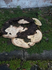Trametes