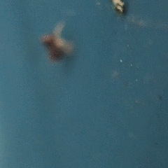 Megophthalminae