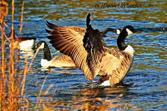 Branta canadensis