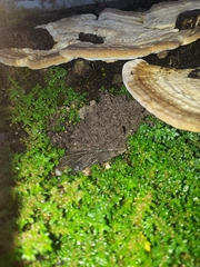 Trametes