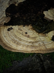 Trametes