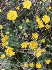Chrysanthemum morifolium