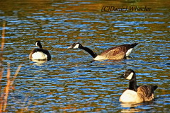 Branta canadensis