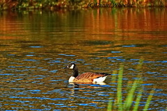 Branta canadensis