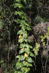 Matelea edwardsensis