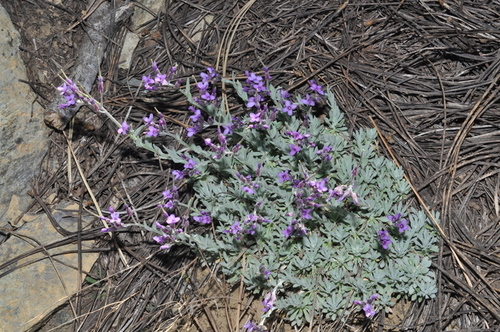Boechera serpenticola