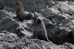 Arctocephalus philippii