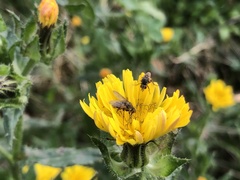 Siphona