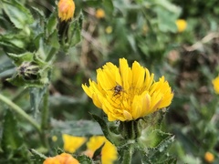 Siphona