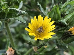 Siphona