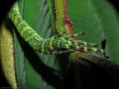 Anolis danieli