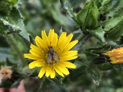Siphona