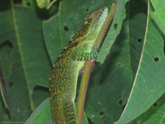 Anolis danieli