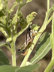 Phaedrotettix dumicola