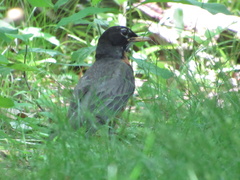 Turdus migratorius