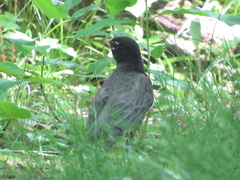Turdus migratorius
