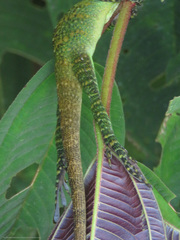 Anolis danieli