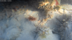 Anemonia sargassensis