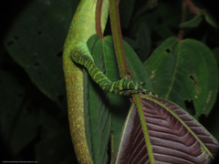 Anolis danieli