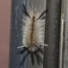 Halysidota tessellaris