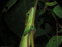 Anolis danieli