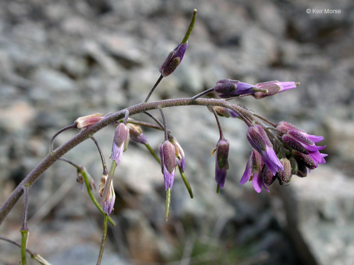 Boechera subpinnatifida