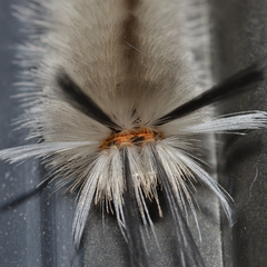 Halysidota tessellaris