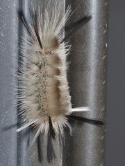 Halysidota tessellaris