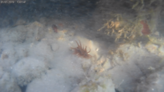 Anemonia sargassensis