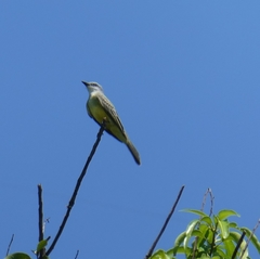 Tyrannus melancholicus