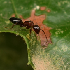 Camponotus hyatti