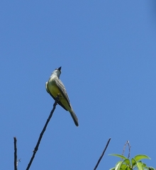 Tyrannus melancholicus