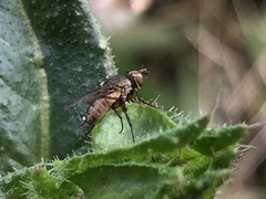 Siphona