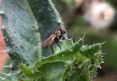 Siphona