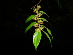 Goupia glabra