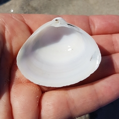 Mactra stultorum